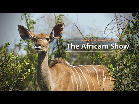 The Africam Show | 10.18.22