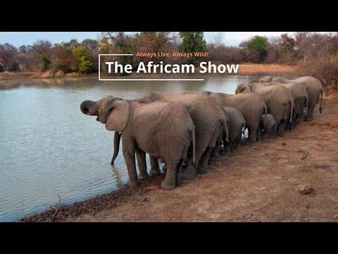 Elephants and Birds | The Africam Show | August 13