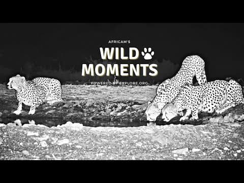 Rare Animals and Unusual Behavior | Wild Moments