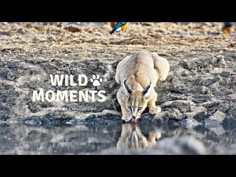 Cool Cats And Other Animals | Wild Moments