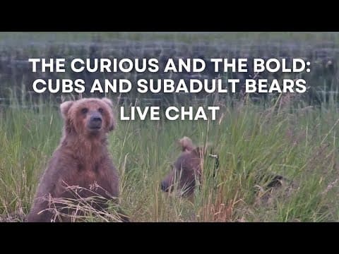 The Curious and the Bold: Cubs and Subadult Bears | Brooks Live Chat