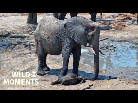 Cute Baby Elephants | Wild Moments | October 17