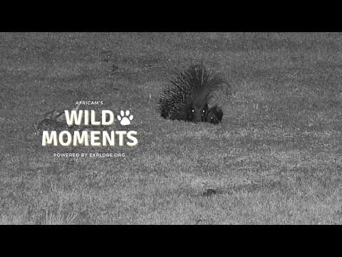 Babies, Brown Hyena And Sleepy Elephants | Wild Moments | January 23