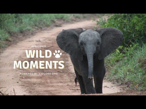 Wild Moments Show 6.23.22