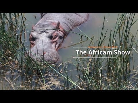 Hippos and Crocodiles | The Africam Show | December 3