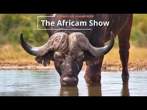 Rhinos, Wildebeest & Birds | The Africam Show | April 2