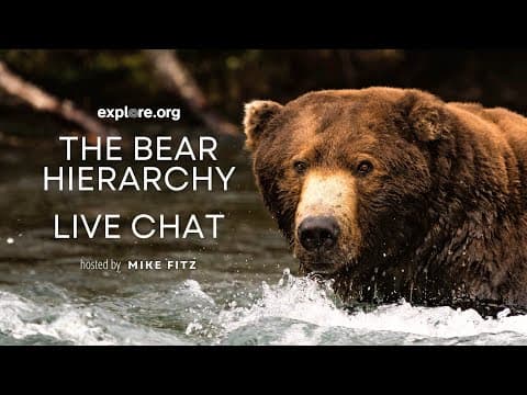 The Bear Hierarchy | Brooks Live Chat