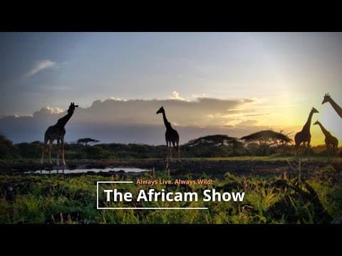 The Africam Show - 2.14.23