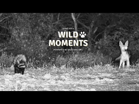 Genet, Polecat & Mongoose | Wild Moments | January 29