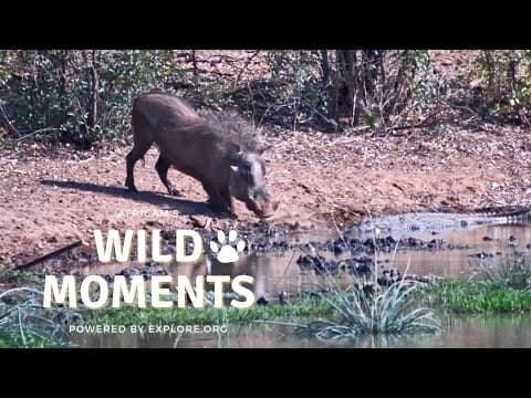 Warthog vs. Crocodile | Wild Moments | June 13