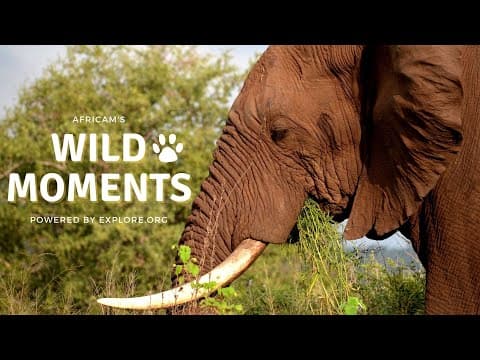 Wild Moments Show 6.2.22