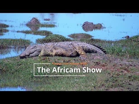 The Africam Show | May 7