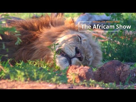 The Africam Show | January 6
