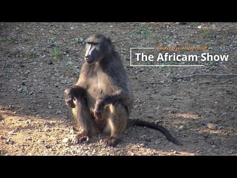 Baboons And Birds | The Africam Show | February 11