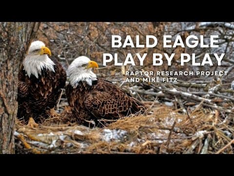 Bald Eagle Play by Play with Raptor Resource Project