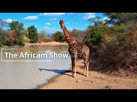 Giraffe & Crocodiles | The Africam Show | June 18