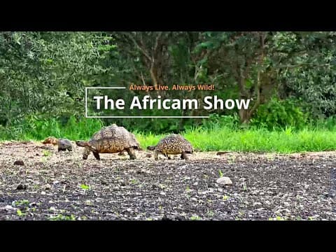 Reptiles and Antelope | The Africam Show
