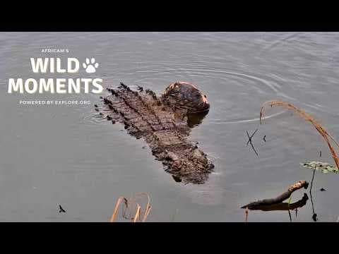 Bubbles the Crocodile | Wild Moments | March 5