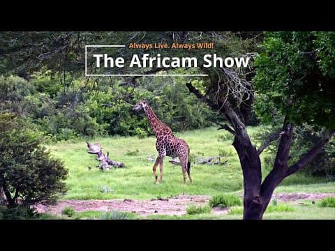 Giraffe And Elephants | The Africam Show