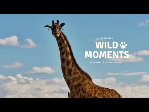 Giraffe, Zebra and Chick | Wild Moments | September 5