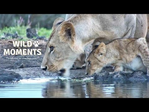Family Outings | Wild Moments