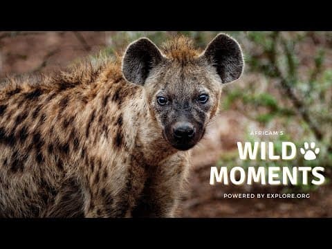 Wild Moments | 7.21.22