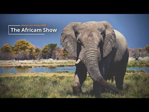 The Africam Show | 12.13.22