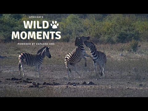 Zebra Fights, A Noisy Squirrel And Flamingo Dancing | Wild Moments