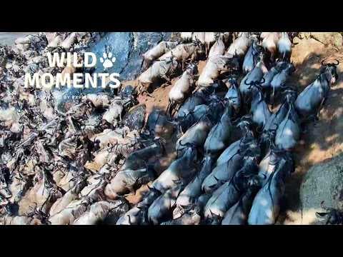 The Wildebeest Have Arrived: Best Highlights of the Week (July 16) | Wild Moments