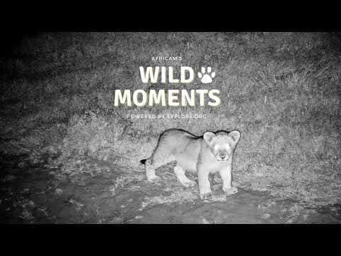 World Lion Day | Wild Moments