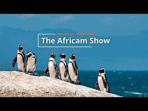 Penguins and a Python | The Africam Show