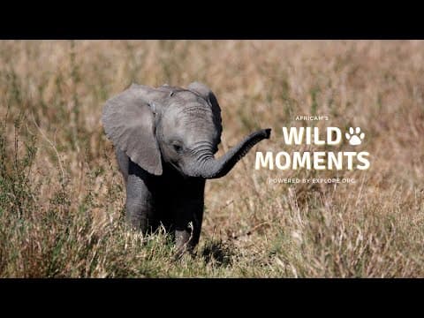 Baby Elephant And Buffalo Have A Terrible Night | Wild Moments