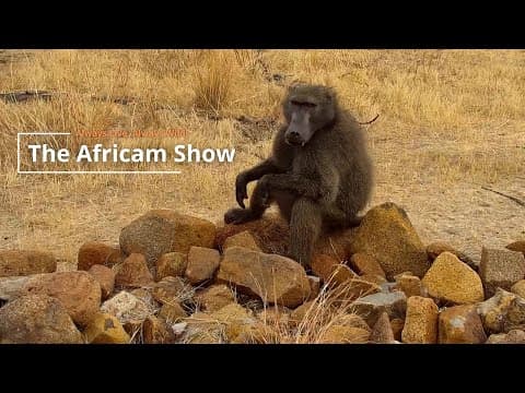 Antelope & Baboons | The Africam Show | October 1