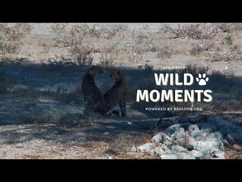 Porcupines, Zebra, Elephant and Cheetah | Wild Moments | July 11