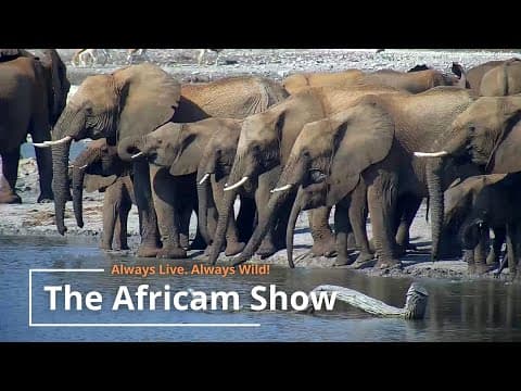 Elephants & Eagles | The Africam Show