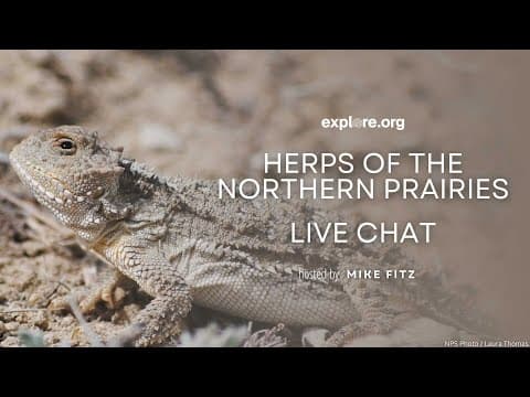 Herps of the Northern Prairies Live Chat | Explore Live Events