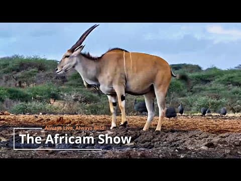 Antelope And Birds | The Africam Show