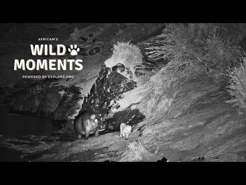 Mara River Drama & Elephant Injury: Best Highlights of the Week (June 4) | Wild Moments