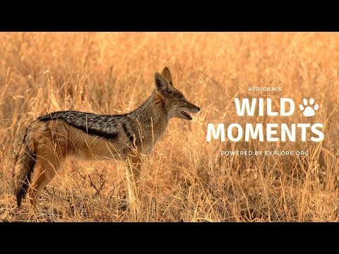 Wild Moments Show 7.7.22