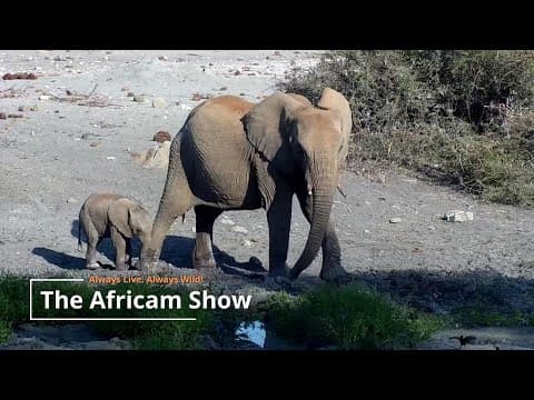 Elephants and Birds | The Africam Show | September 3