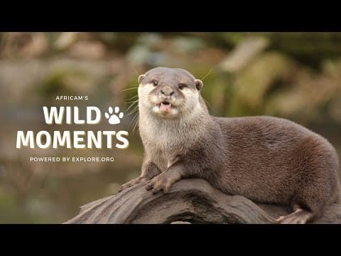 Wild Moments | 10.6.22