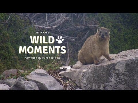Crocodiles and Elephants | Wild Moments | June 27