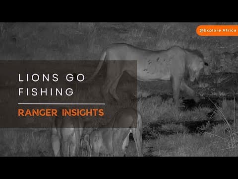HAVE YOU EVER SEEN A LION FISH? | Ranger Insights