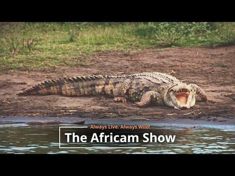 The Africam Show | 11.22.22