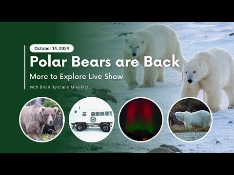 Polar Bears are Back | More to Explore Live Show