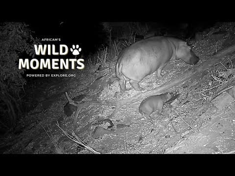 Baby Animals | Wild Moments | November 21