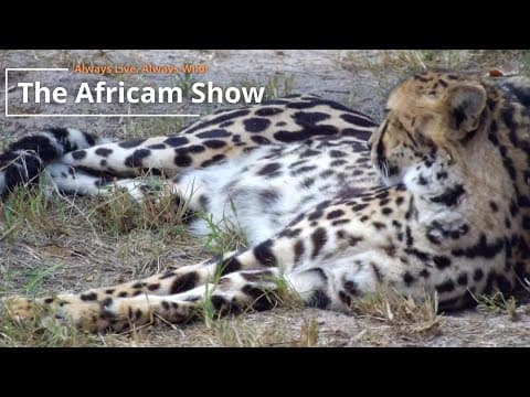 King Cheetahs! | The Africam Show | May 14