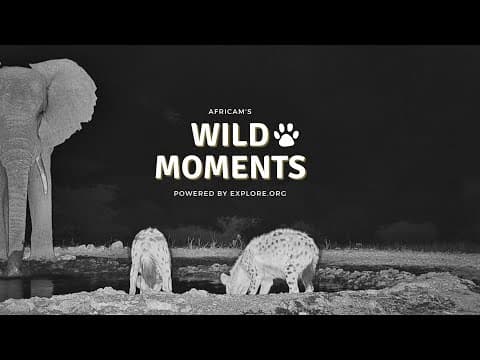 Jackals And Hyenas | Wild Moments | August 1