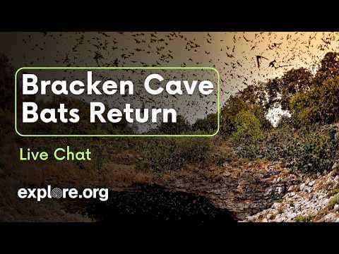 Millions of Bats Return to Bracken Cave: World’s Largest Colony - Explore Live Events | explore.org