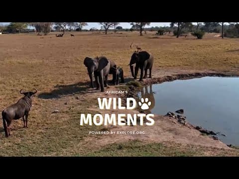 Wildebeest, Elephants And Honey Badgers | Wild Moments